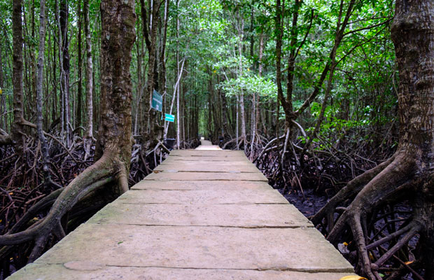 Peam Krasop Mangrove Forest