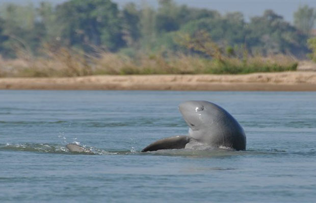 Kampi Dolphin Canyon